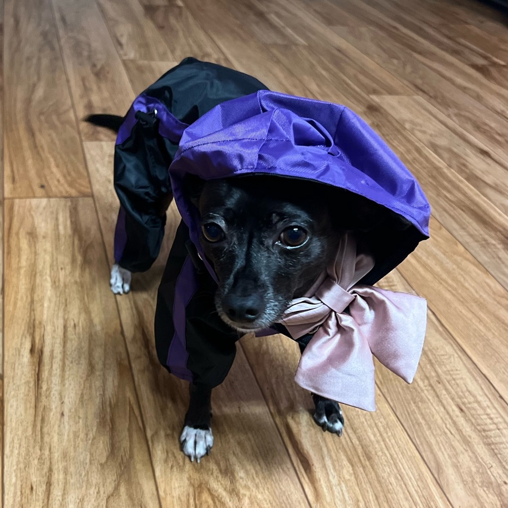 2 doggie rain coats